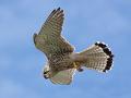 697 - KESTREL HOVERING - WILLS TONY - guernsey